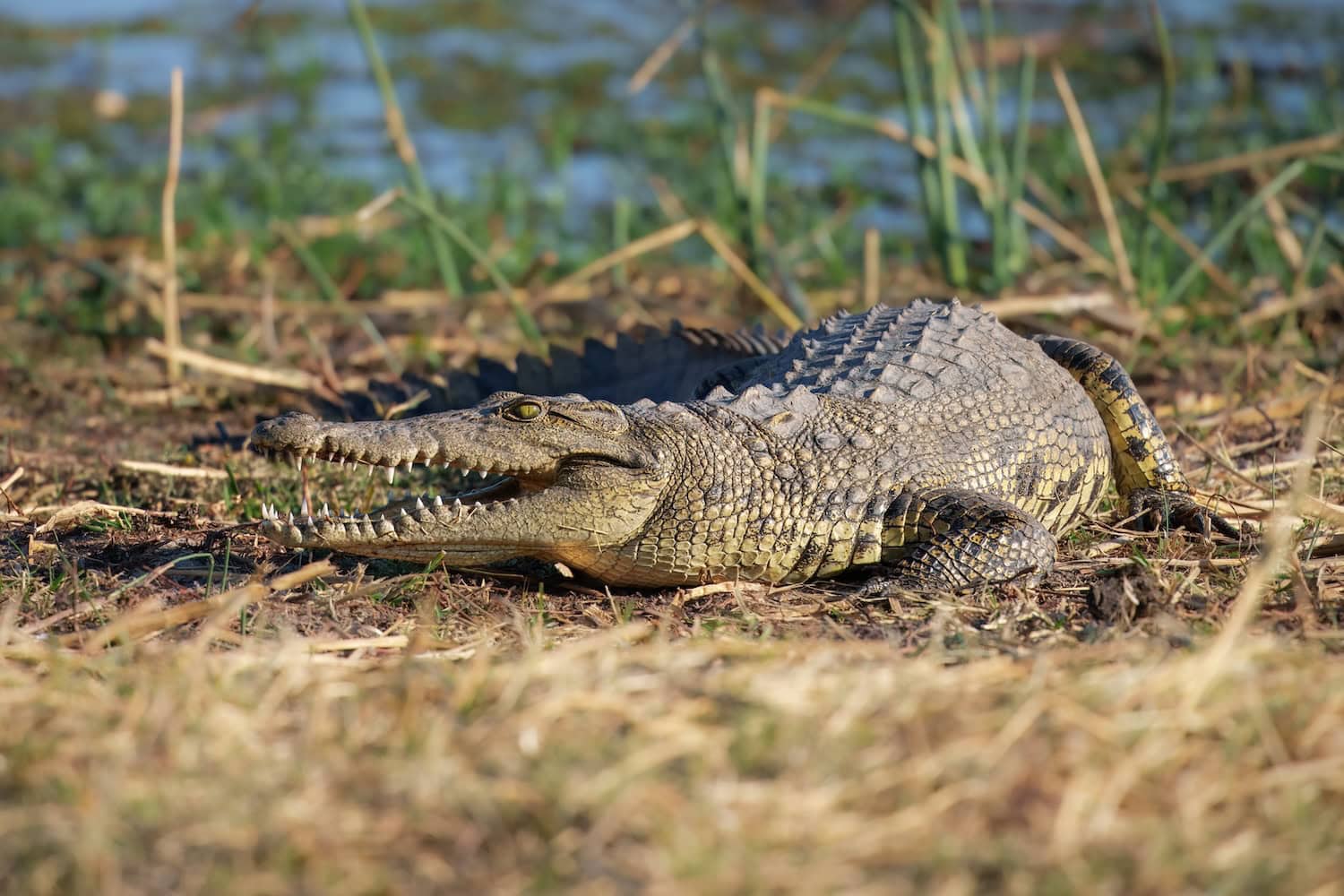 das Nilkrokodil (Crocodylus niloticus) am Ufer
