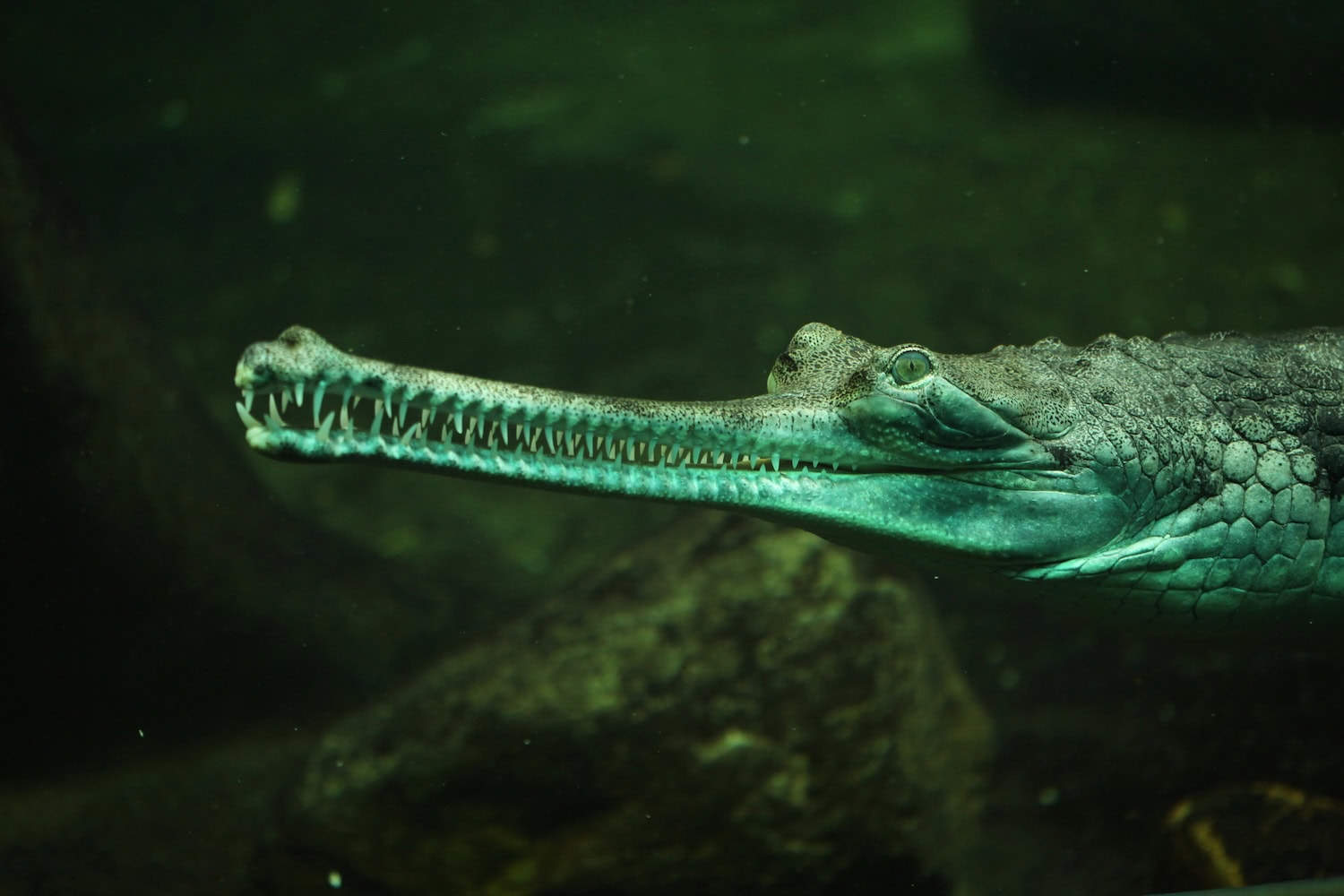 das Gharial (Gavialis gangeticus) mit seiner langen Schnauze