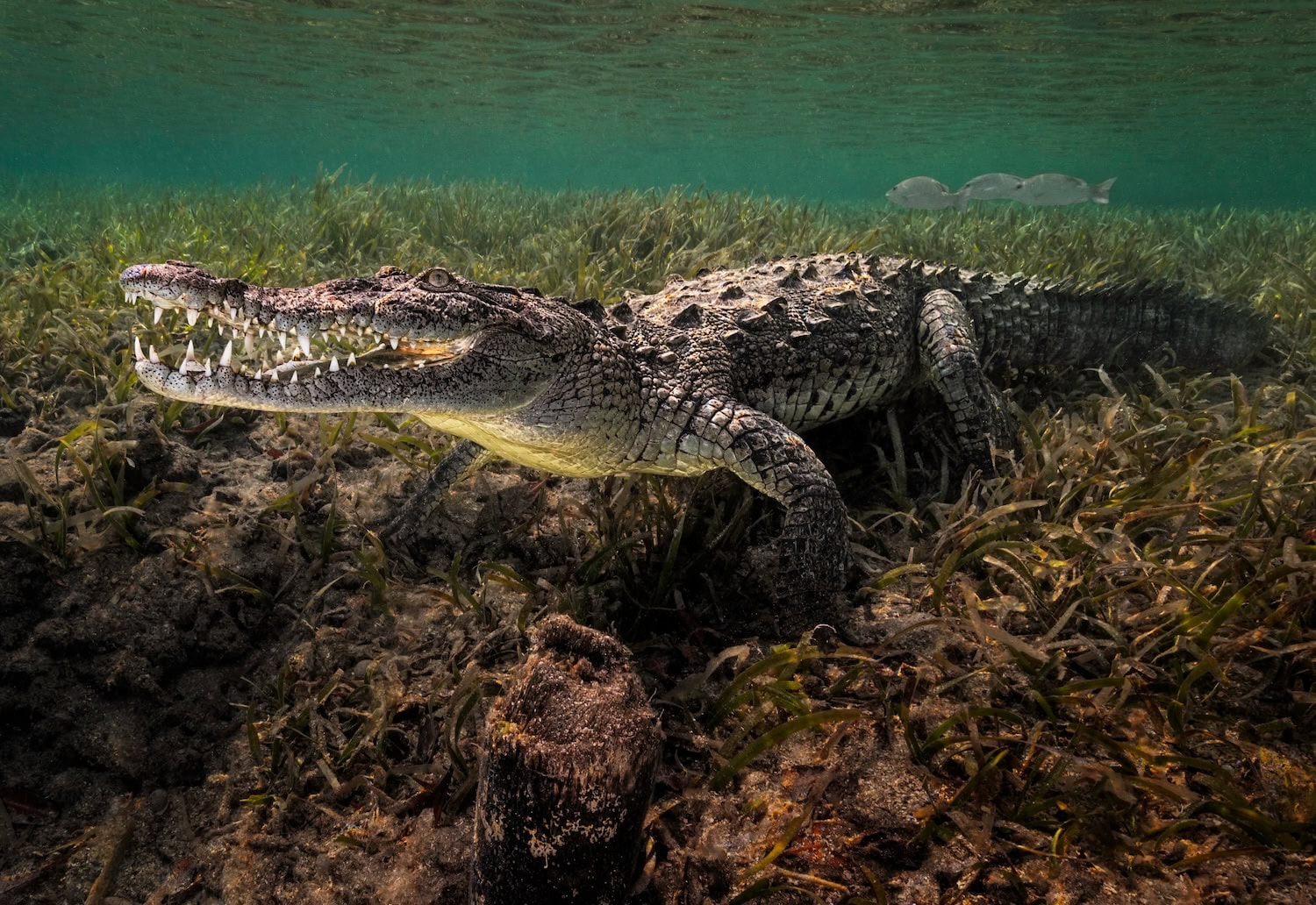 Das Kuba-Krokodil (Crocodylus rhombifer) unter Wasser