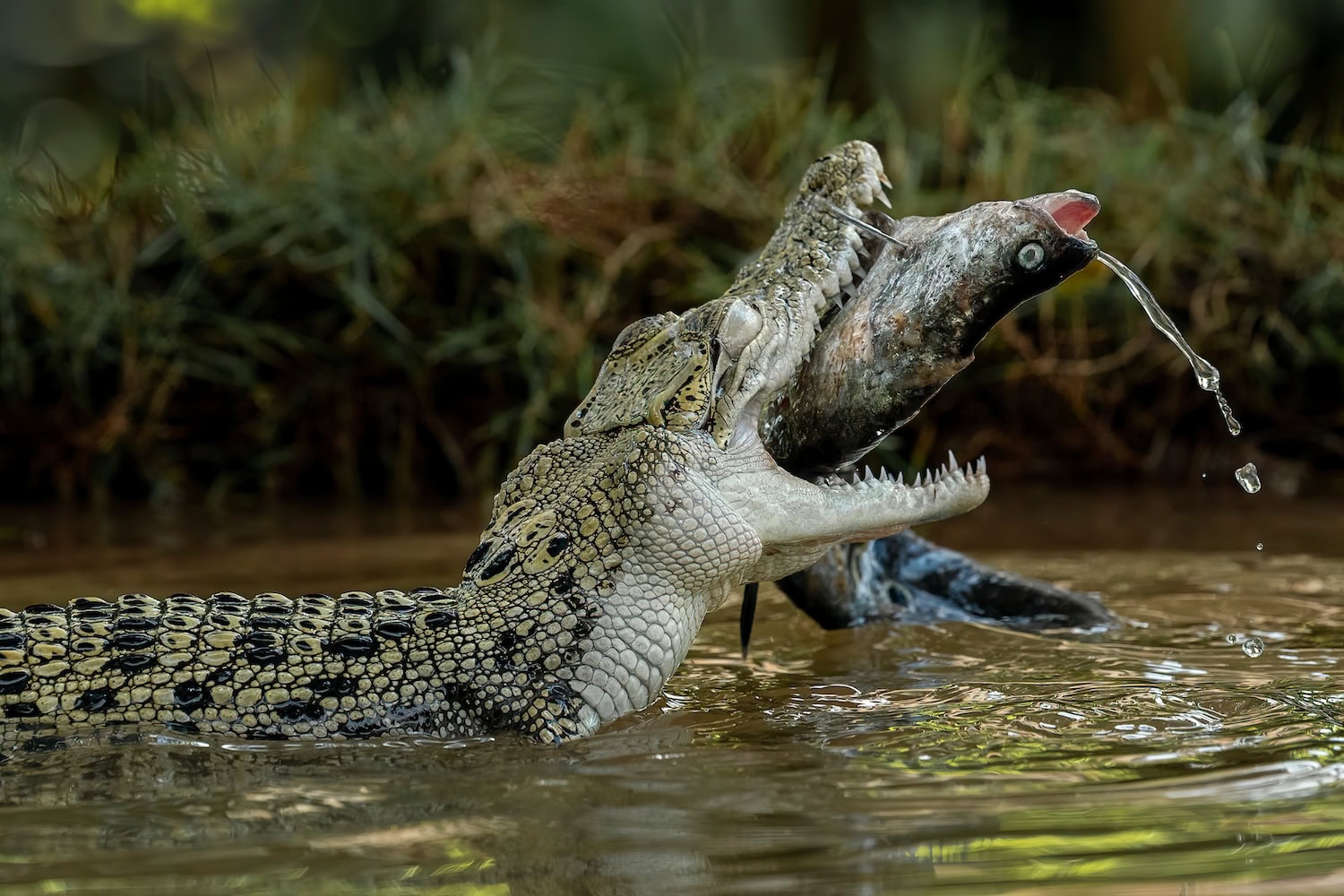 ein Leistenkrokodil (Crocodylus porosus) verspeist einen gigantischen Fisch