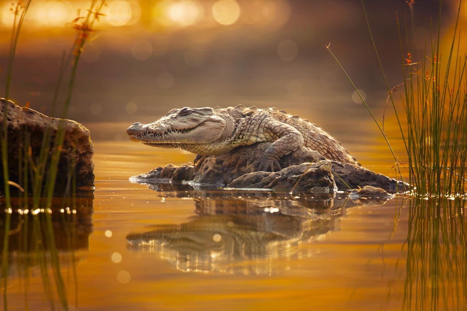 Das Mugger-Krokodil (Crocodylus palustris) auf einem Stein im Wasser