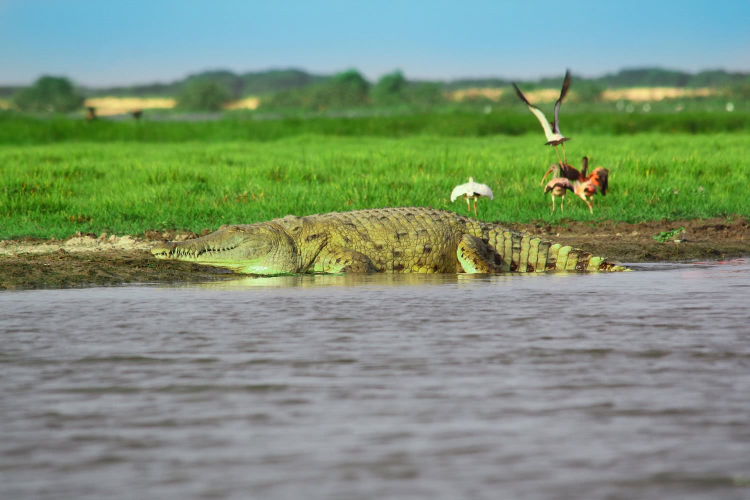 Das Orinoko Krokodil (Crocodylus intermedius) am grünen Ufer