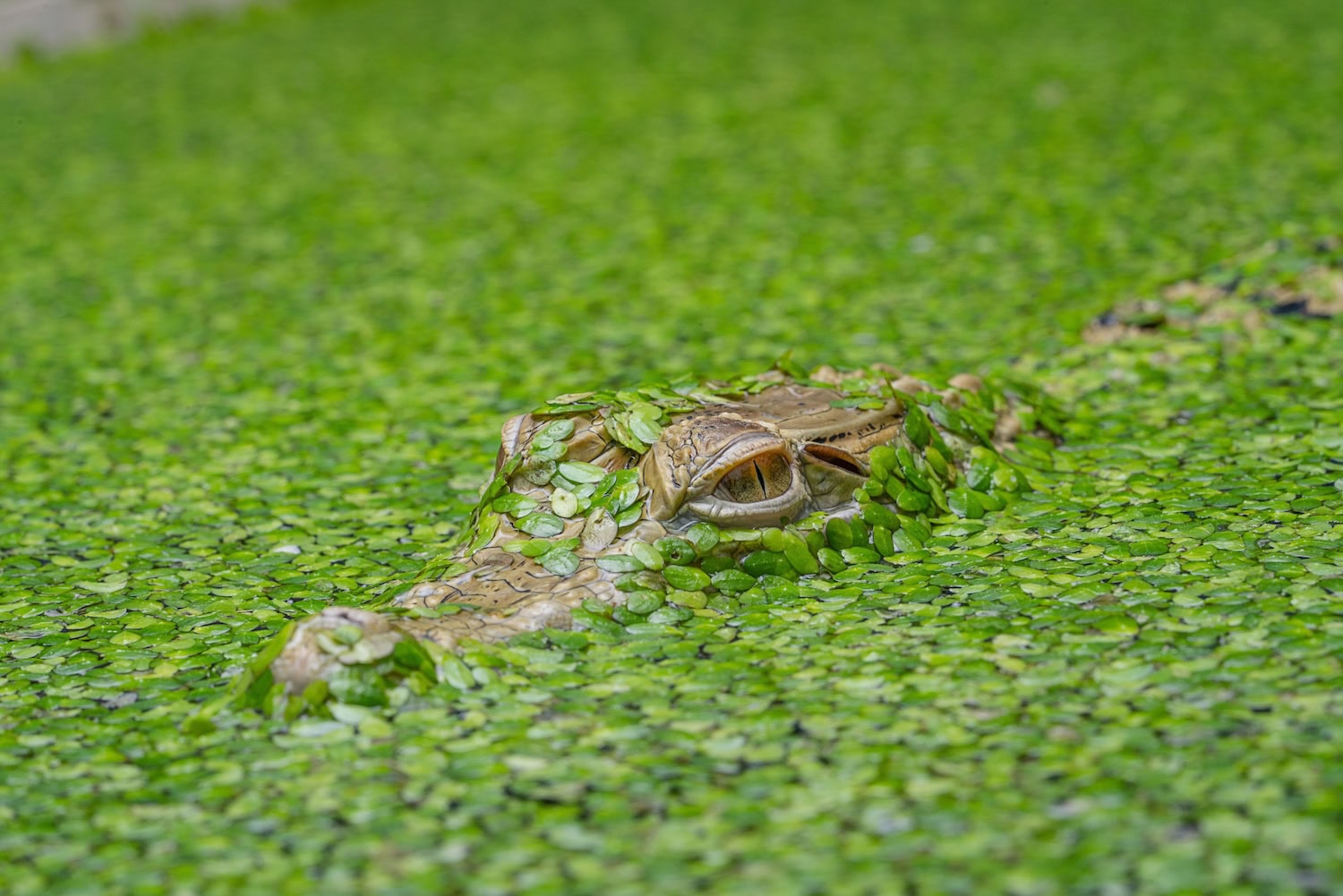 Das Salvadori-Krokodil (Crocodylus novaeguineae) zwischen vielen Wasserpflanzen versteckt