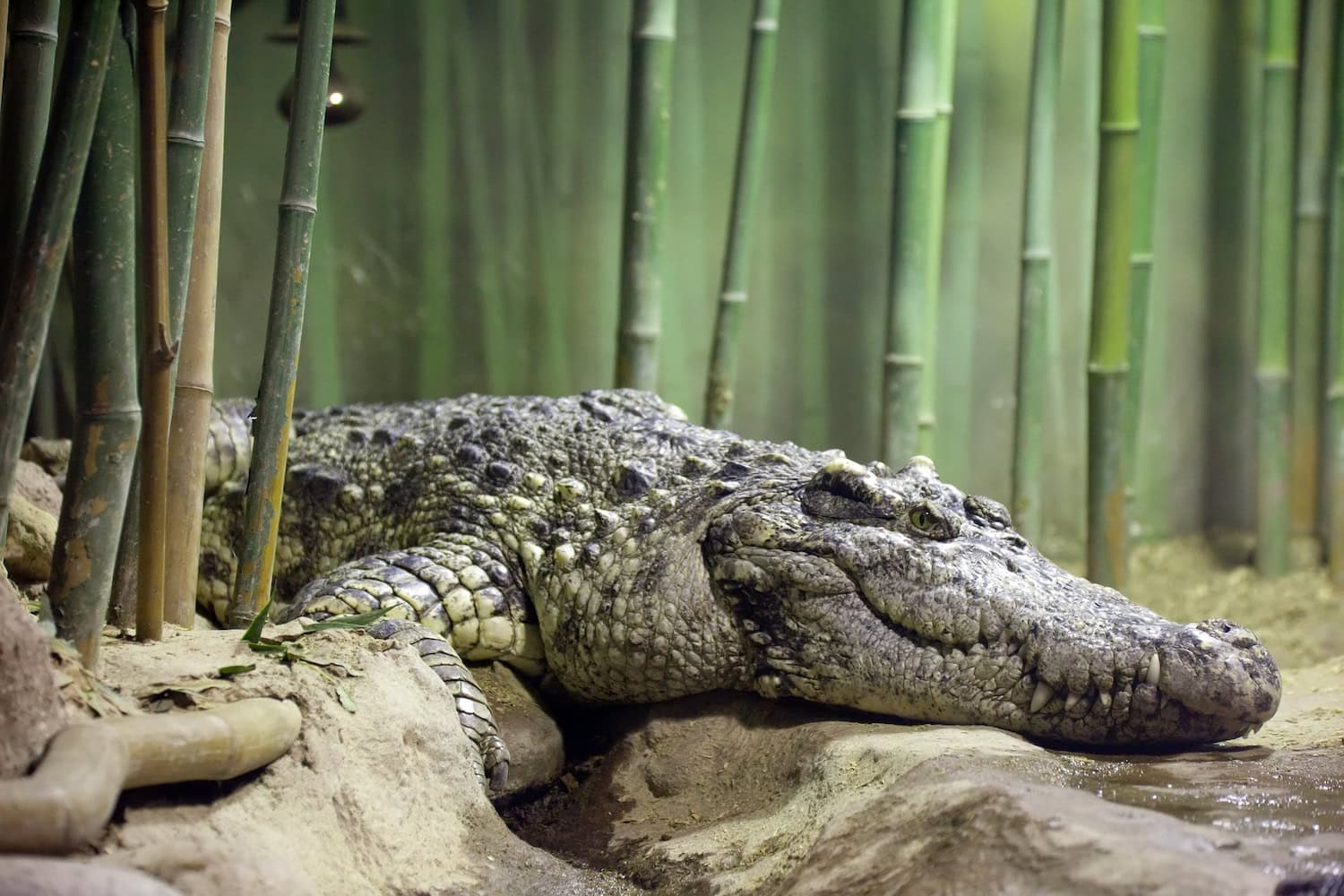 Siam-Krokodil (Crocodylus siamensis) zwischen Bambus