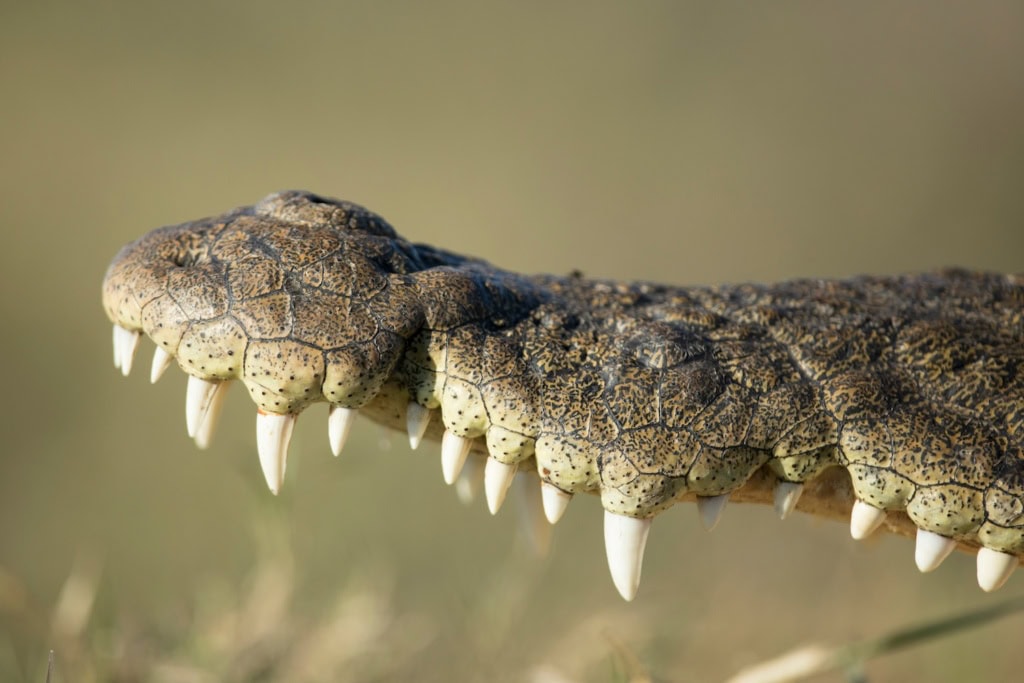 Zähne von einem Krokodil