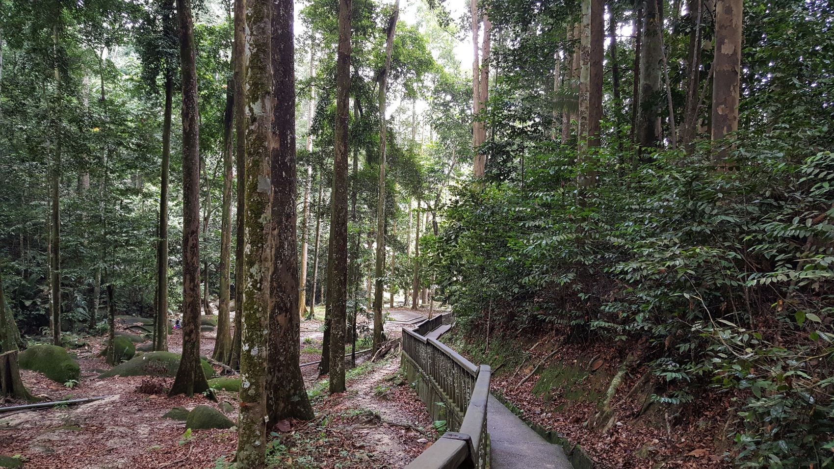 Wanderpfad im Forest Research Institute Malaysia