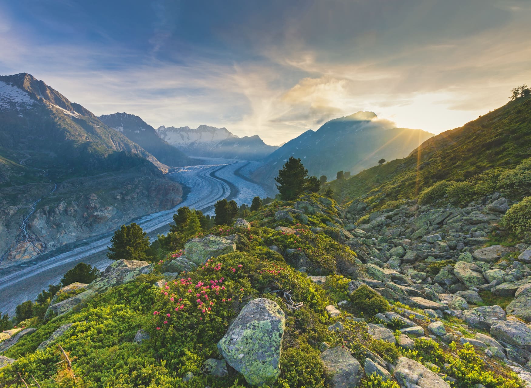 Blick vom Wandergebiet Aletschwald auf den Grossen Aletschgletscher