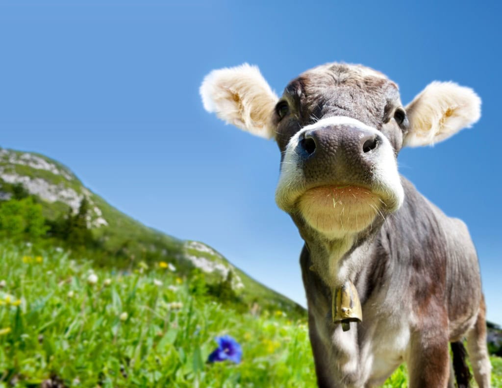 Kuh in den Alpen ganz nah