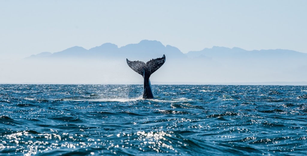 Walflosse im Meer mit Bergen im Hintergrund