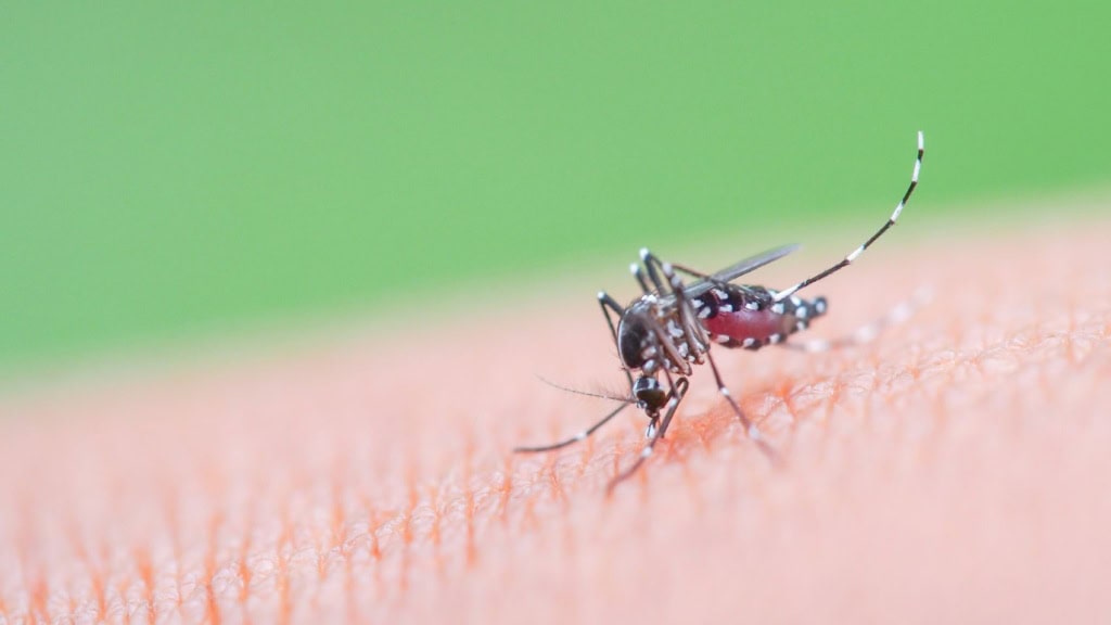 Nahaufnahme einer Asiatischen Tigermücke (Aedes albopictus)