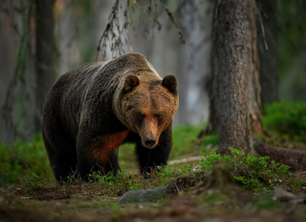 Einzelner Braunbär (Ursus arctos) im Wald