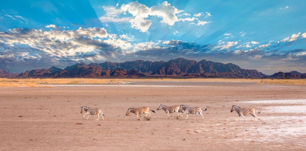 Zebras laufen durch den Etosha Nationalpark in Namibia