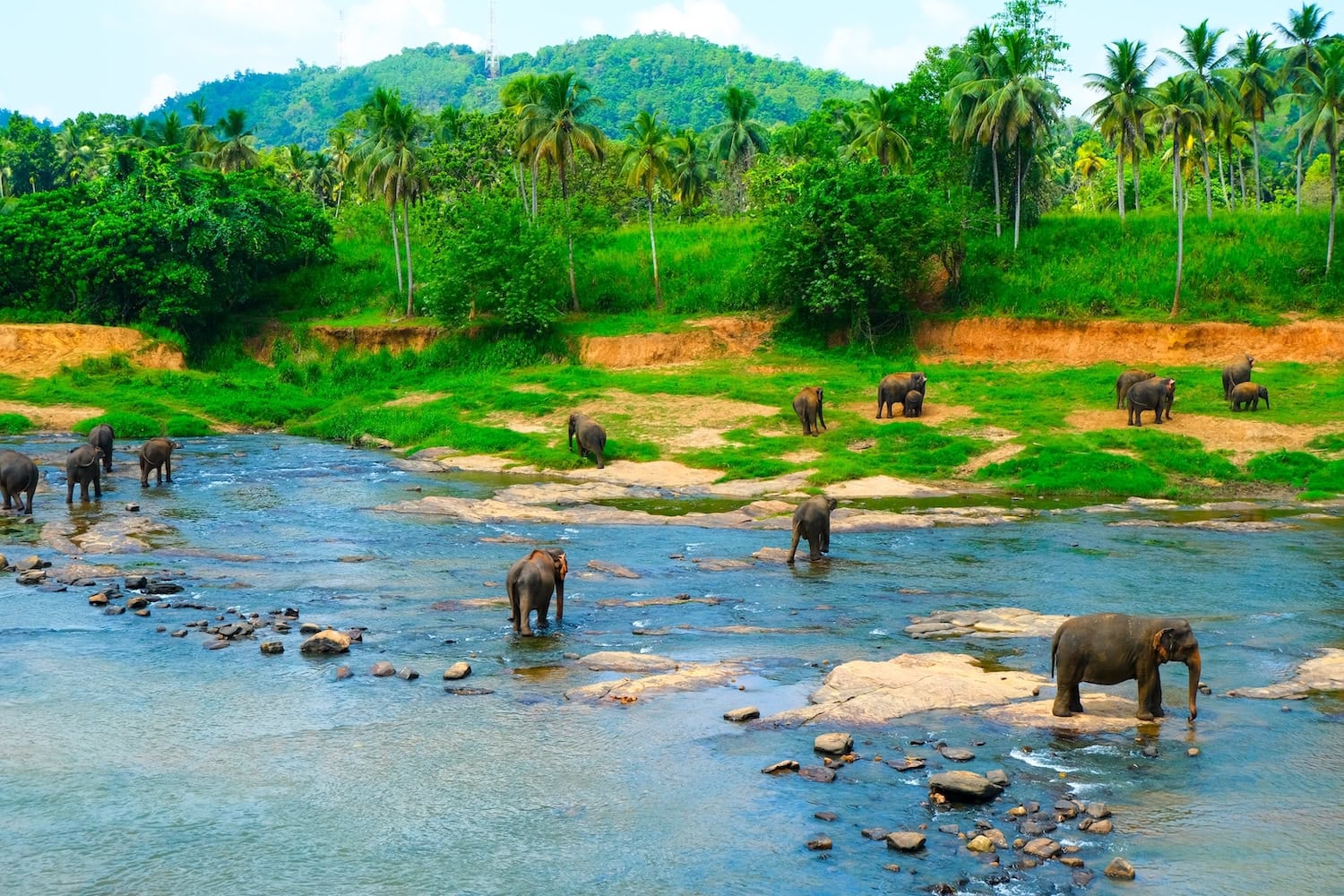 Elefanten in Sri Lanka