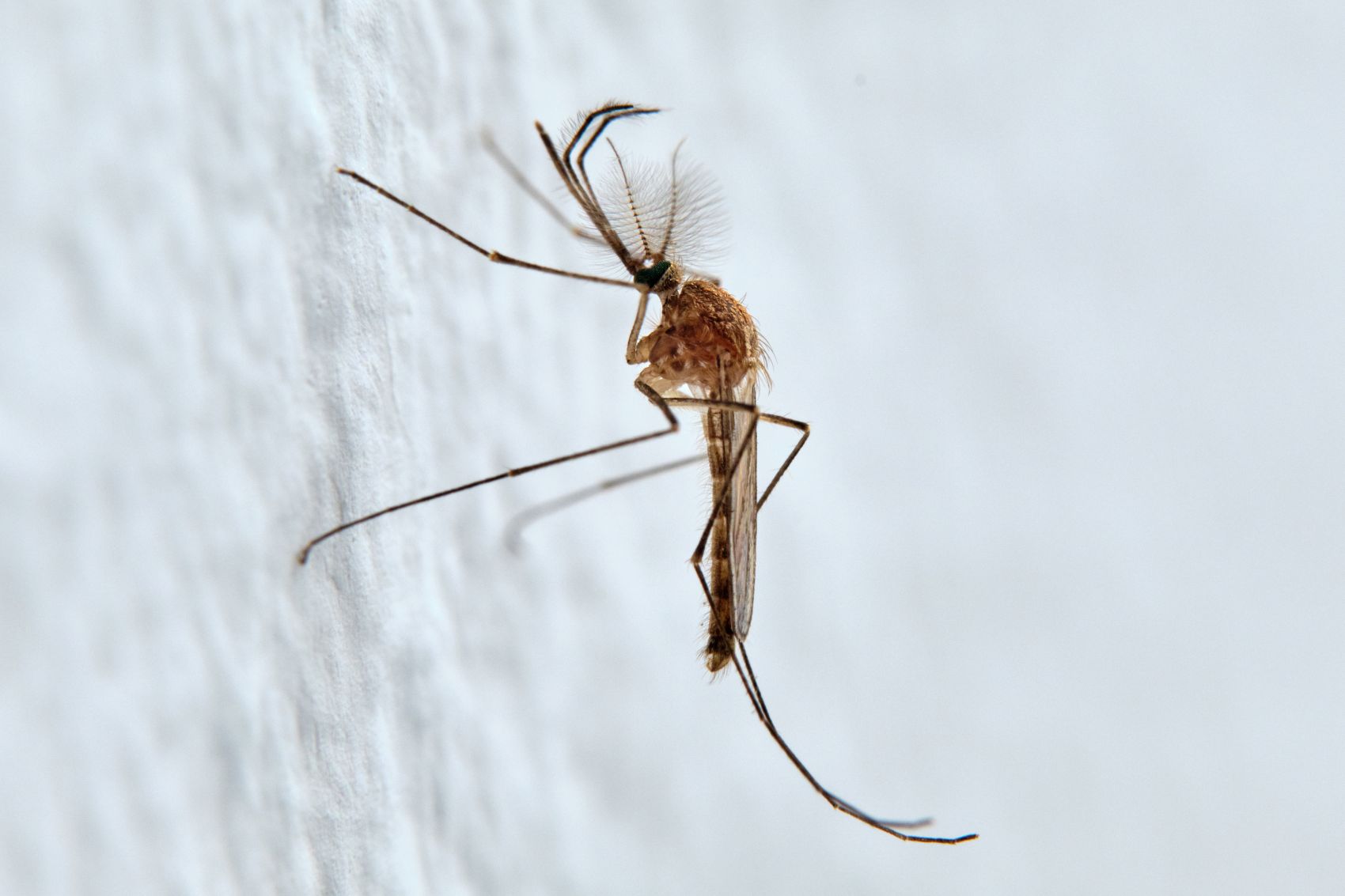 Nahaufnahme einer Ringelmücke (Culiseta annulata)
