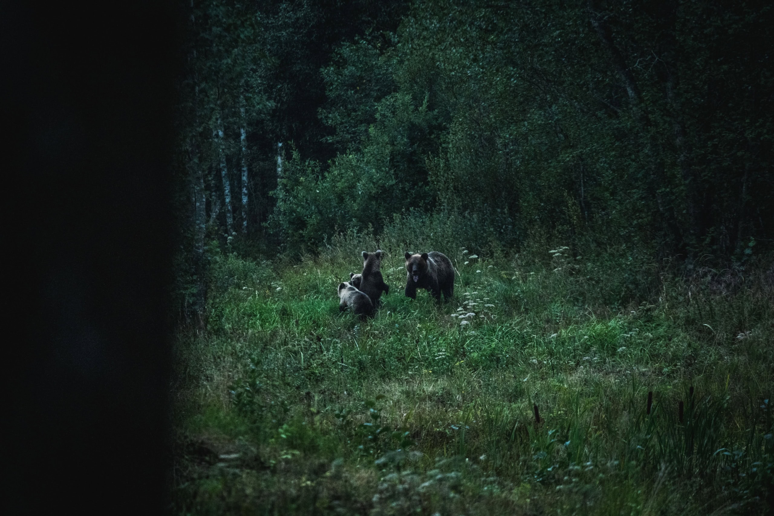 Bären in einem Nationalpark in Estland.