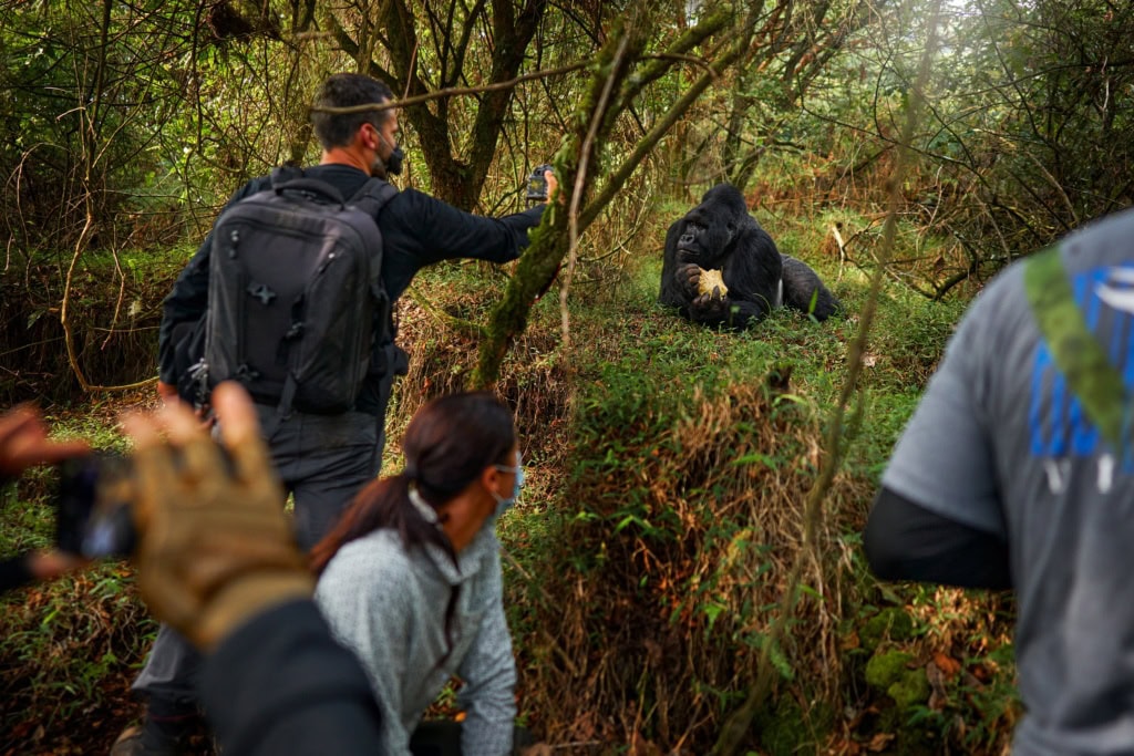 Touristen fotografieren einen Berggorilla.