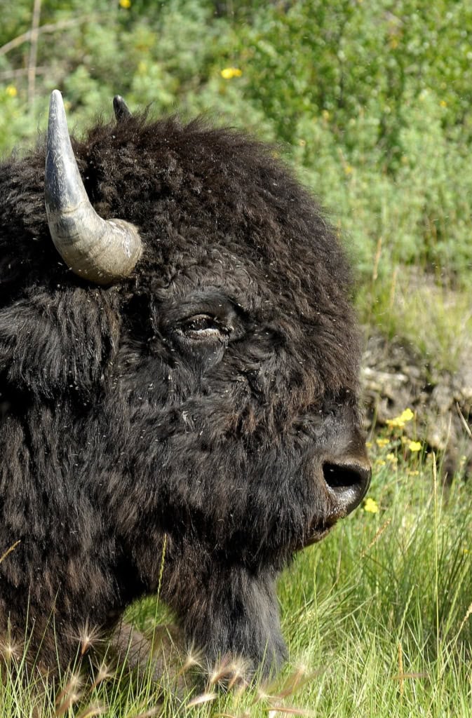 Bison in NWT Kanada