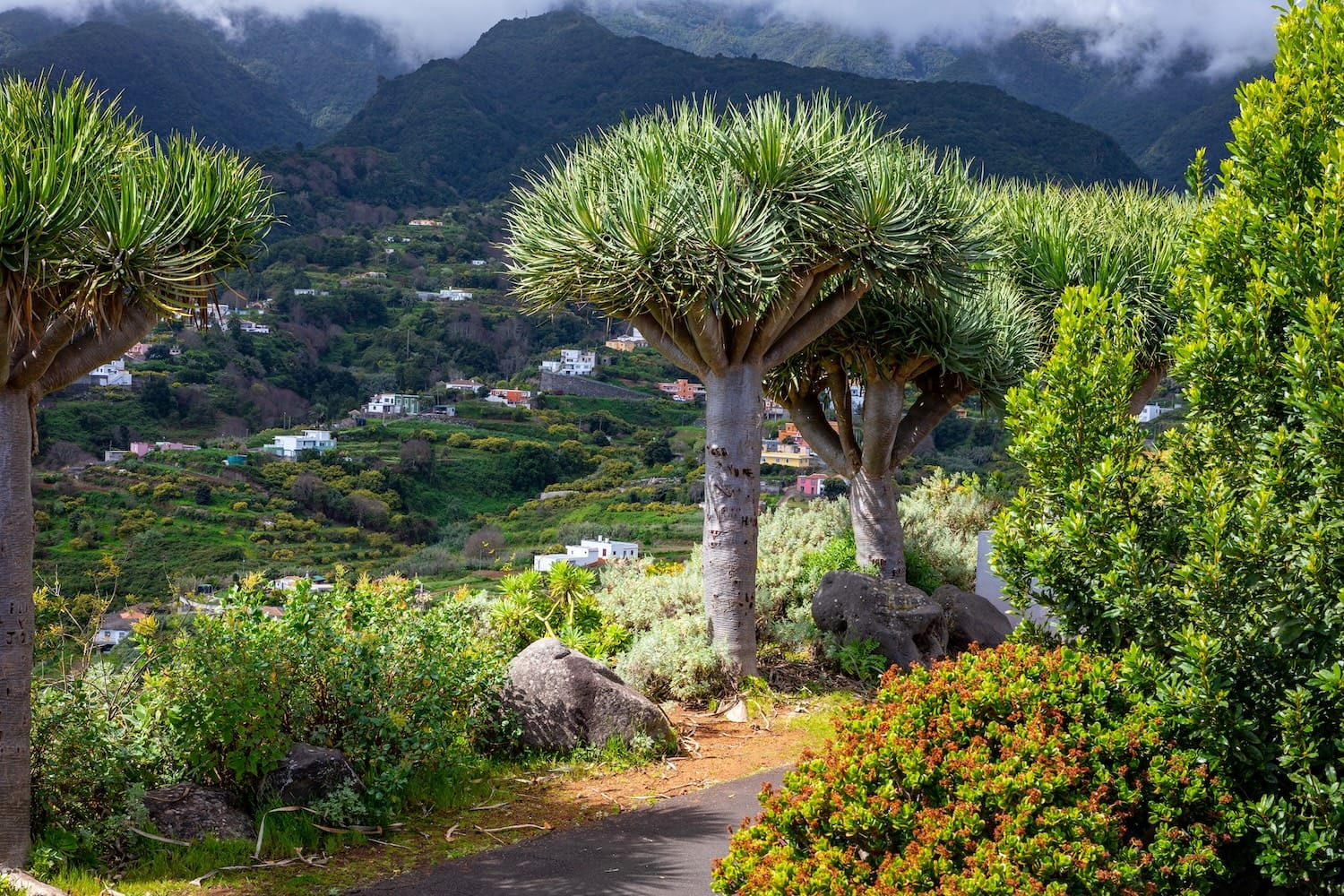 Drachenbaum auf La Palma, im Hintergrund Berge mit Wolken verhangen