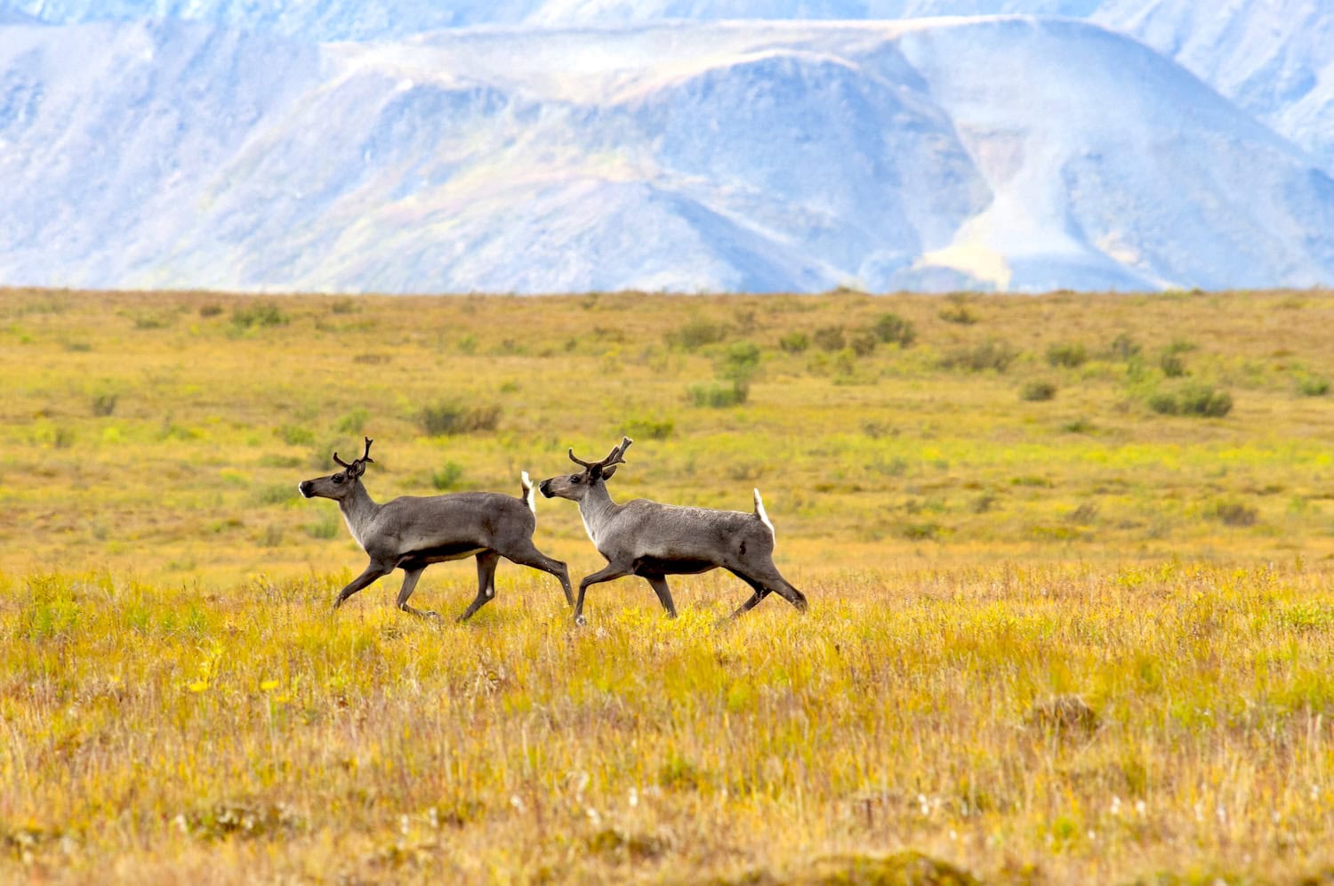 Caribous in den Mackenzie Mountains