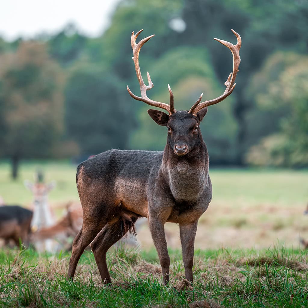 Hirsch im Phoenix Park in Dublin