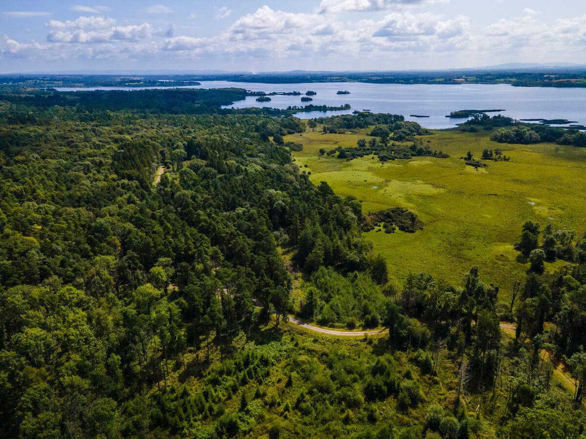 Wald soweit das Auge reicht im Portumna Forest Park