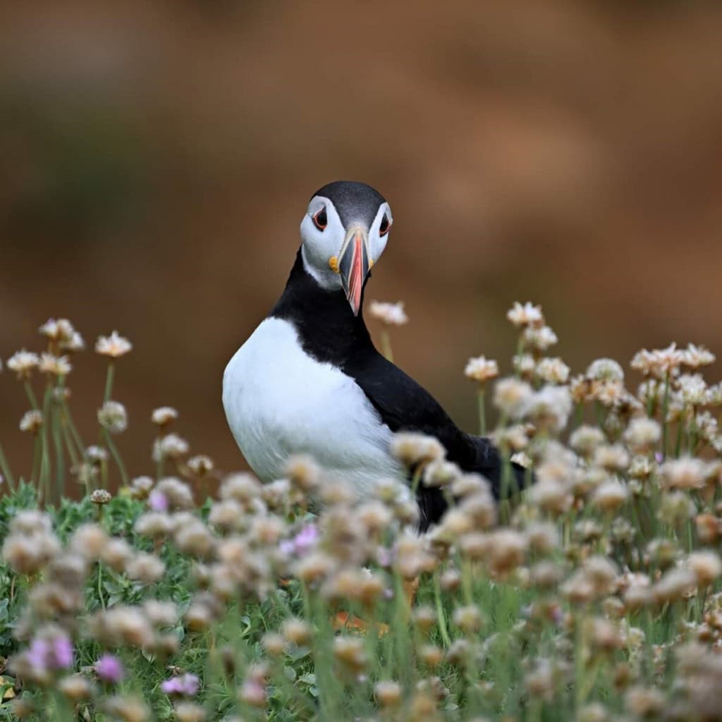 Papageitaucher auf Saltee Island