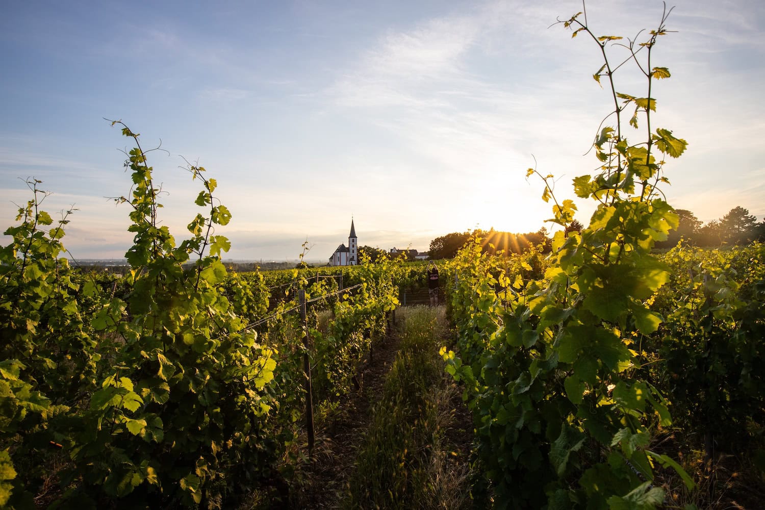 Blick auf einen Weinberg mit Kirche im Hintergrund im Abendlicht
