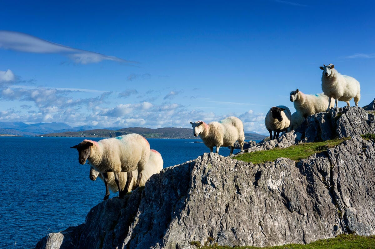 Schafe in der Coulagh Bay in Irland