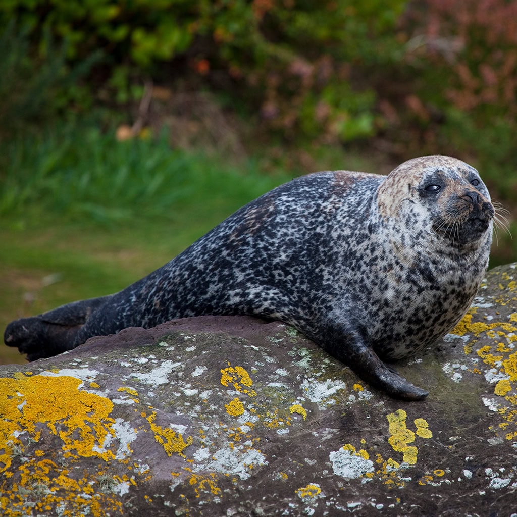 Robbe auf Garnish Island