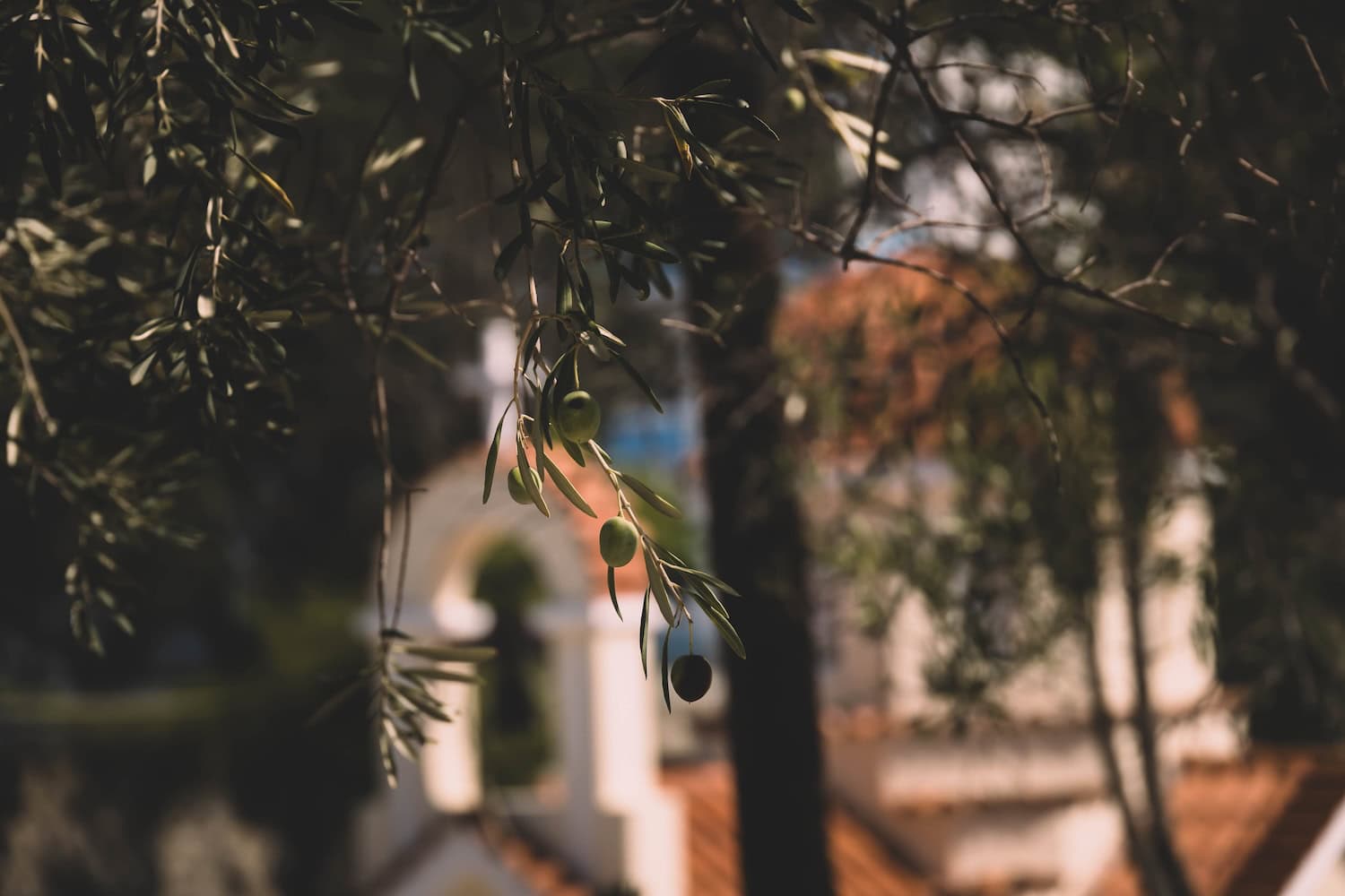 Nahaufnahme eines Olivenzweigs mit grünen und dunklen Oliven im warmen Abendlicht. Im unscharfen Hintergrund stehen mediterrane Gebäude mit Terrakottadächern zwischen Bäumen.