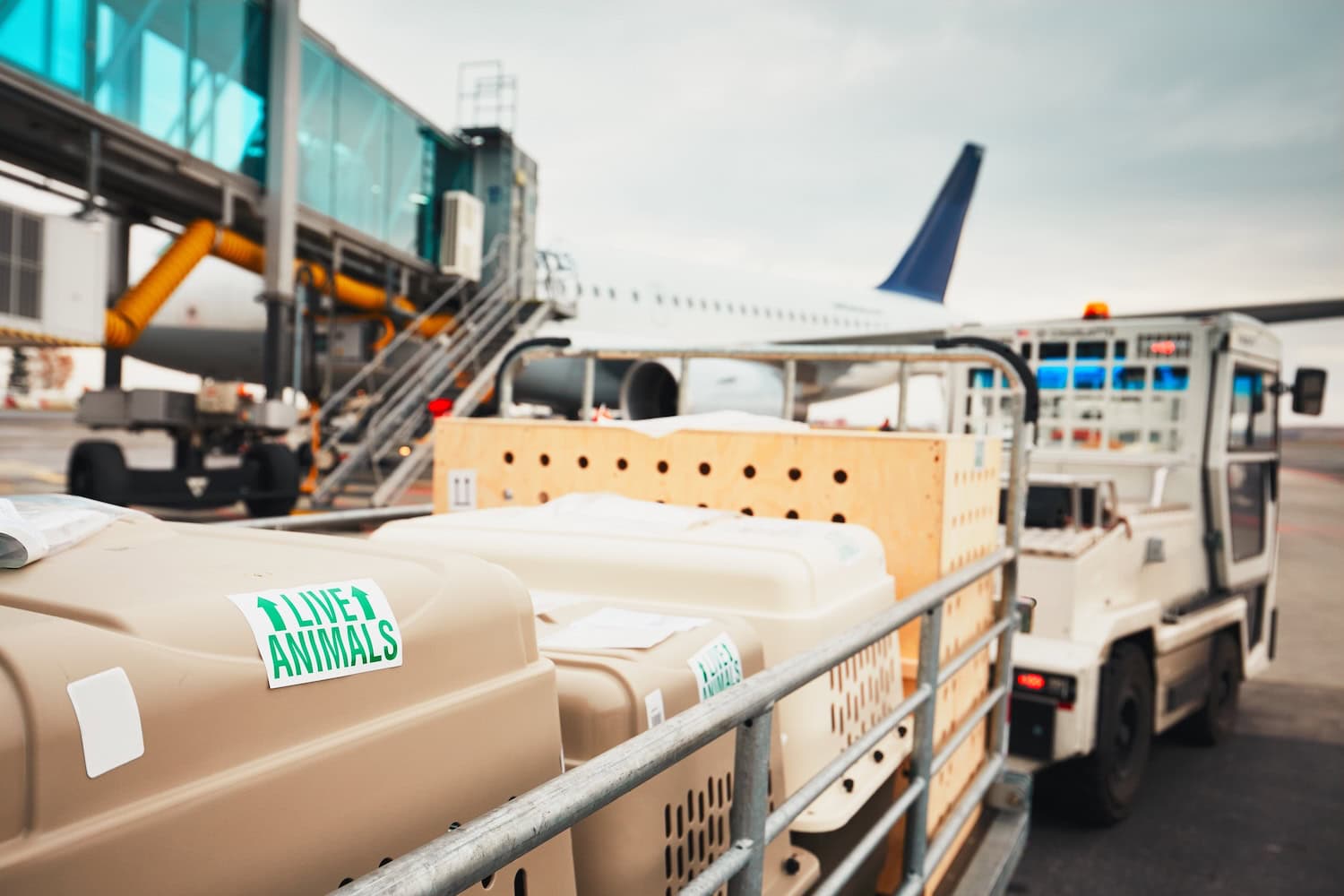 Boxen mit Hunden am Flugzeug