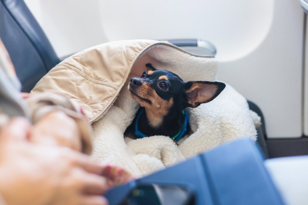 Hund in einer Decke gewickelt im Flugzeug