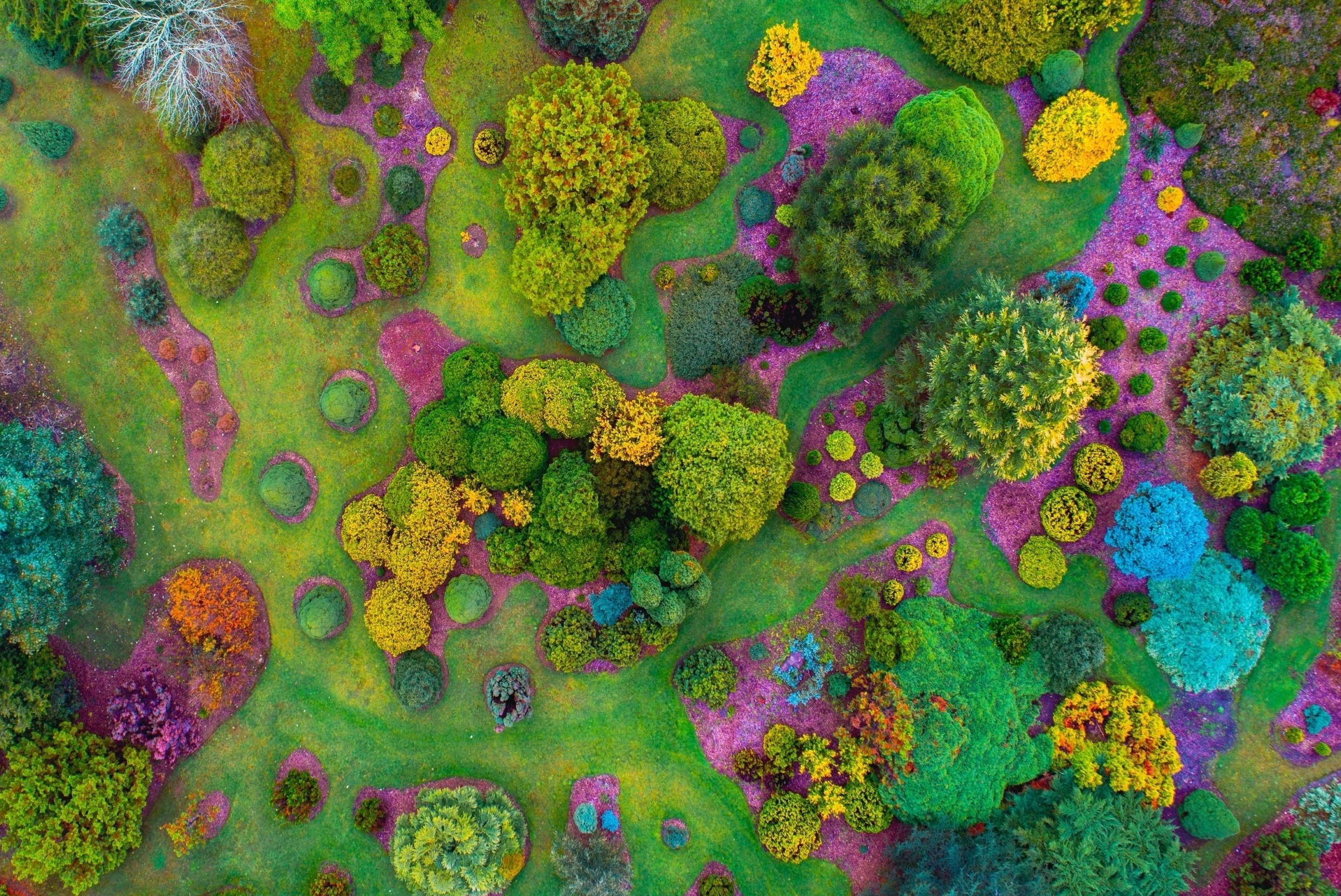 Der Mount Lofty Botanic Garden in Südaustralien aus der Vogelperspektive; mehrere runde Büsche und Bäume sind auf einer Wiese verteilt, einige davon in Gelb, Blau oder sogar lila