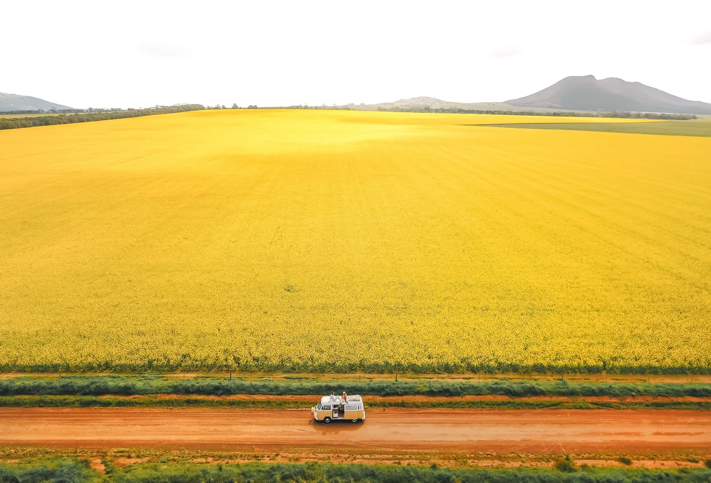 Rapsfelder auf der Eyre Peninsula in Südaustralien; das Gelb reicht förmlich bis zum Horizont