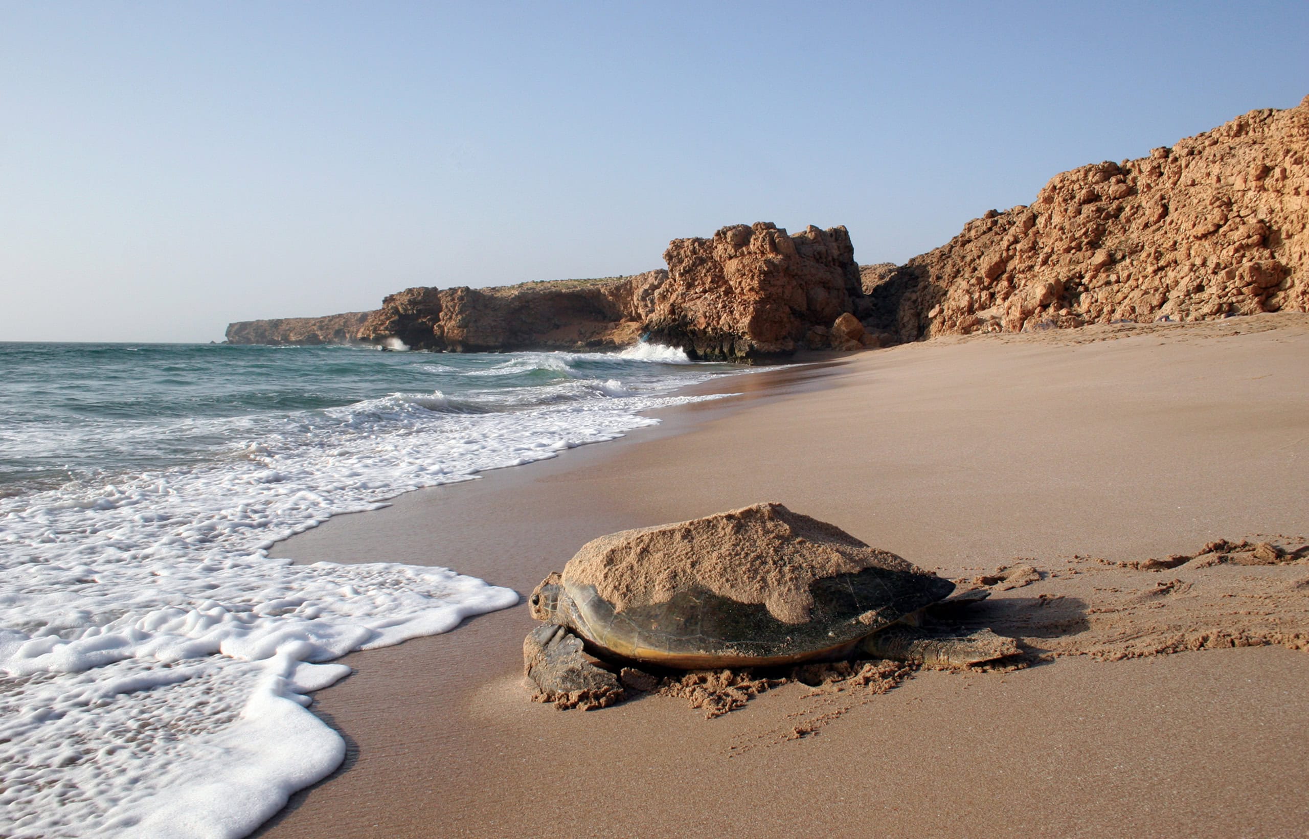 Schildkröte am Strand auf dem Weg ins Wasser, im Hintergrund braune Felsen.