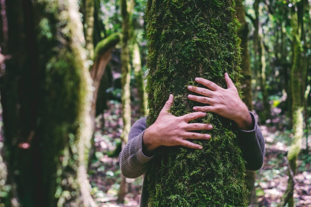 Mensch umarmt einen Baum im Wald