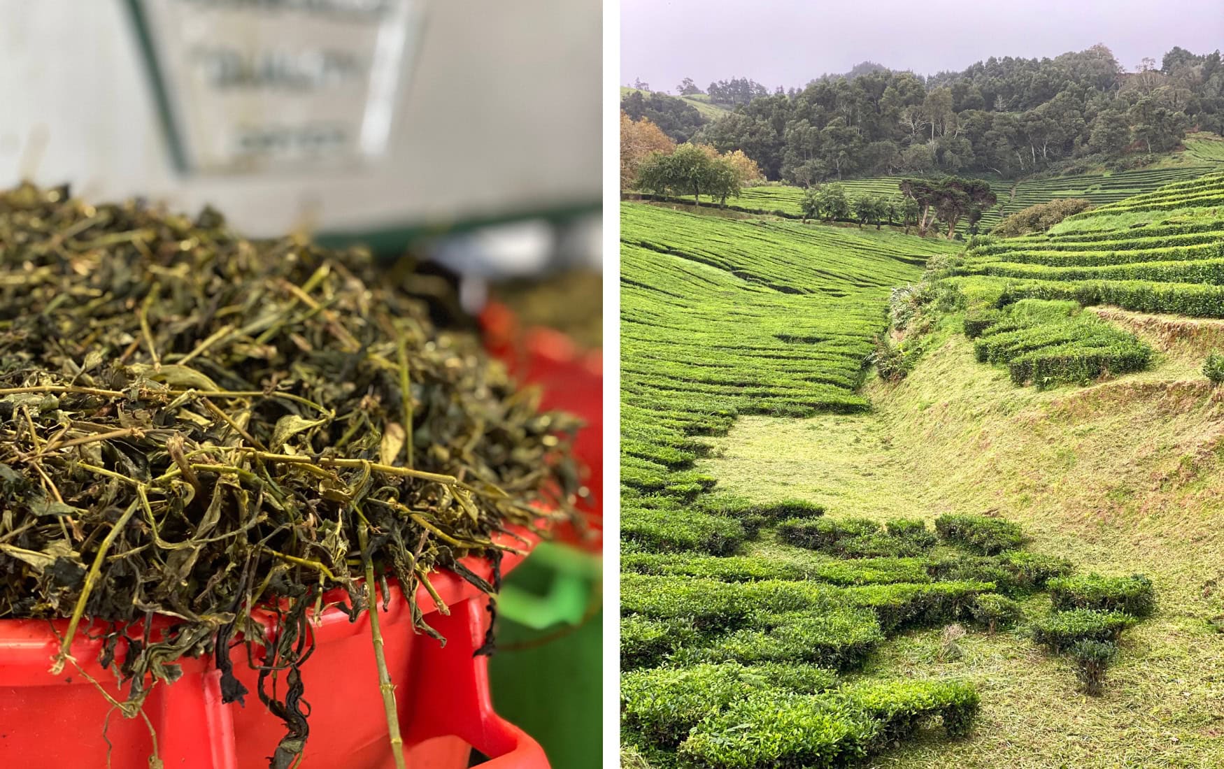 Teeplantage auf den Azoren