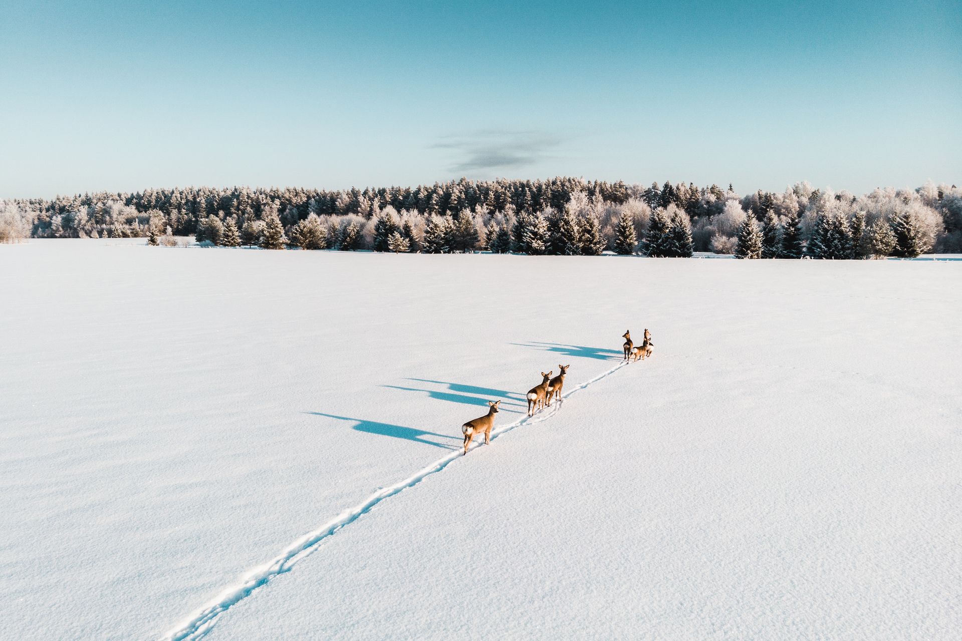 Großes schneebedecktes Feld mit Rentieren darauf, im HIntergrund ein verschneiter Wald.
