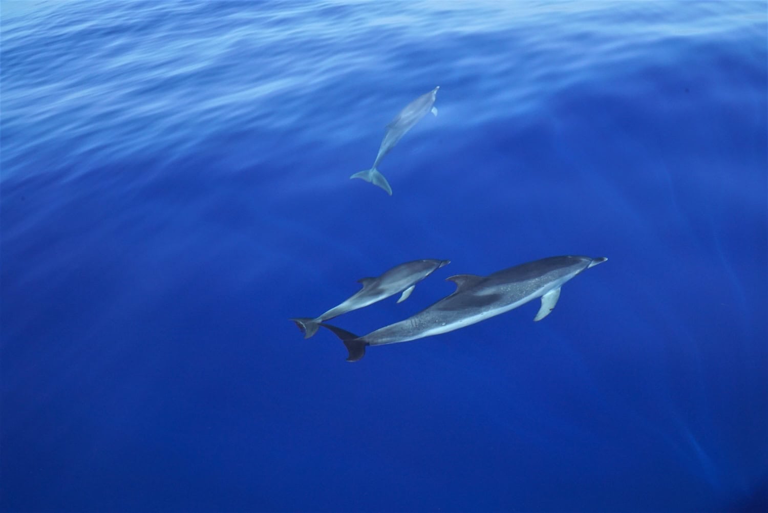 Delfine im Ionischen Meer
