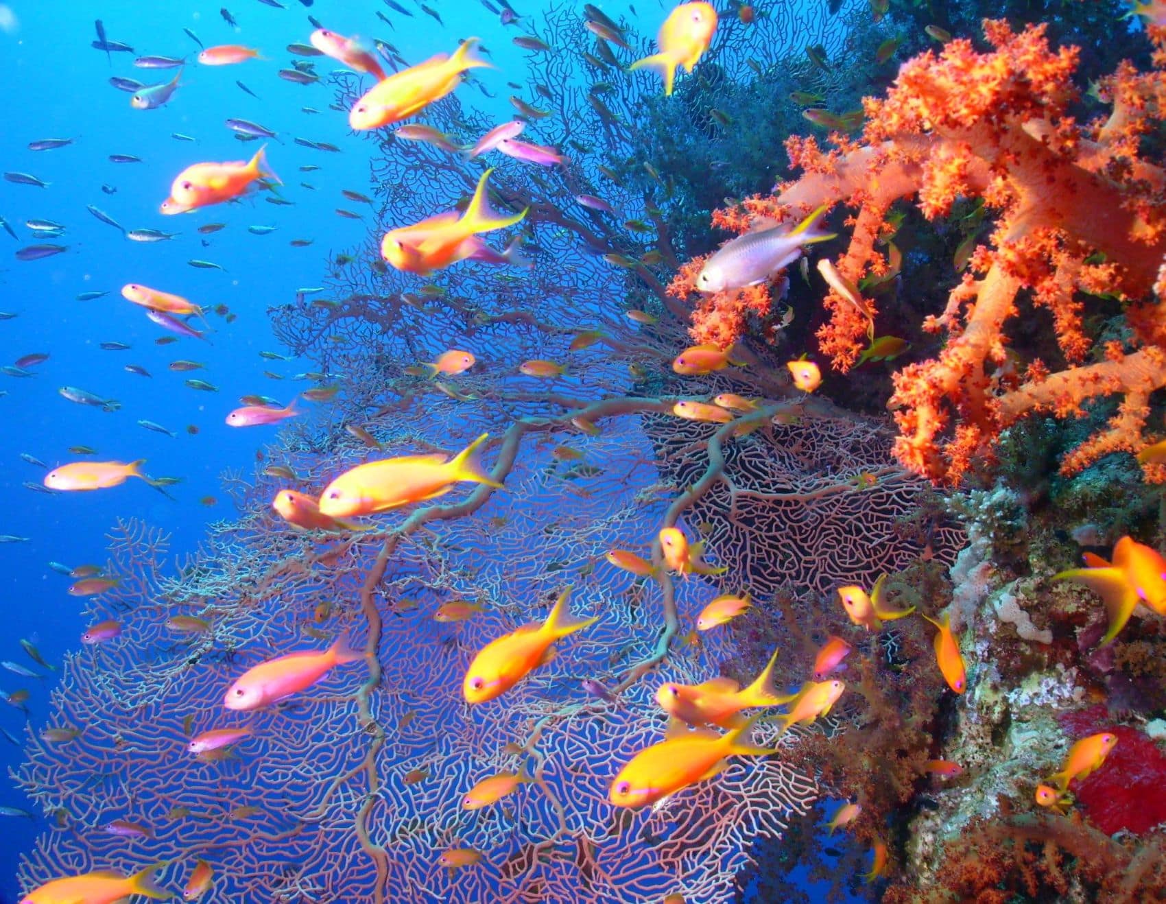Schwarm von Sea Goldies (Pseudanthias squamipinnis) bei El Gouna im Roten Meer