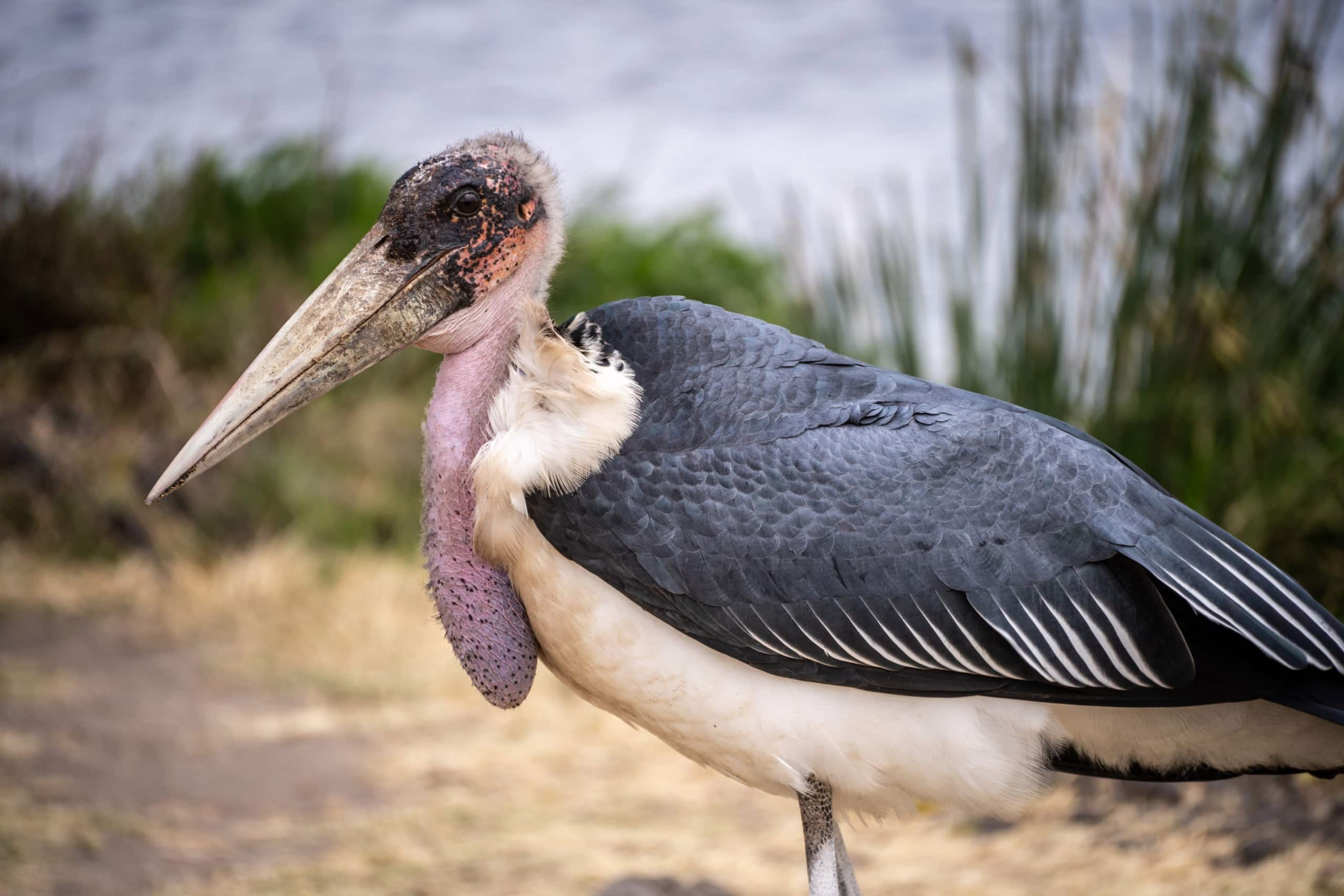 Der Marabu-Storch.