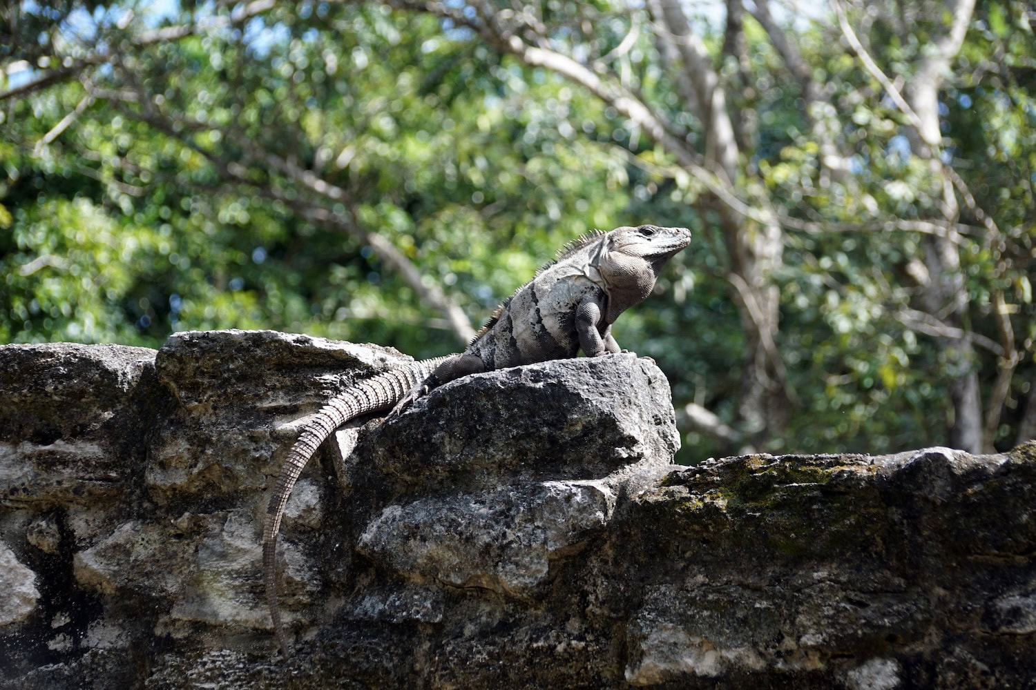Eidechse auf den Ruinen von San Gervasio auf Cozumel, eine der Sehenswürdigkeiten von Cozumel