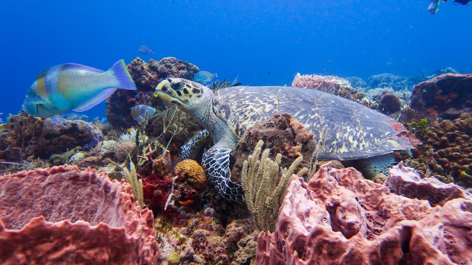 Schildkröte beim Schnorcheln in Mexiko