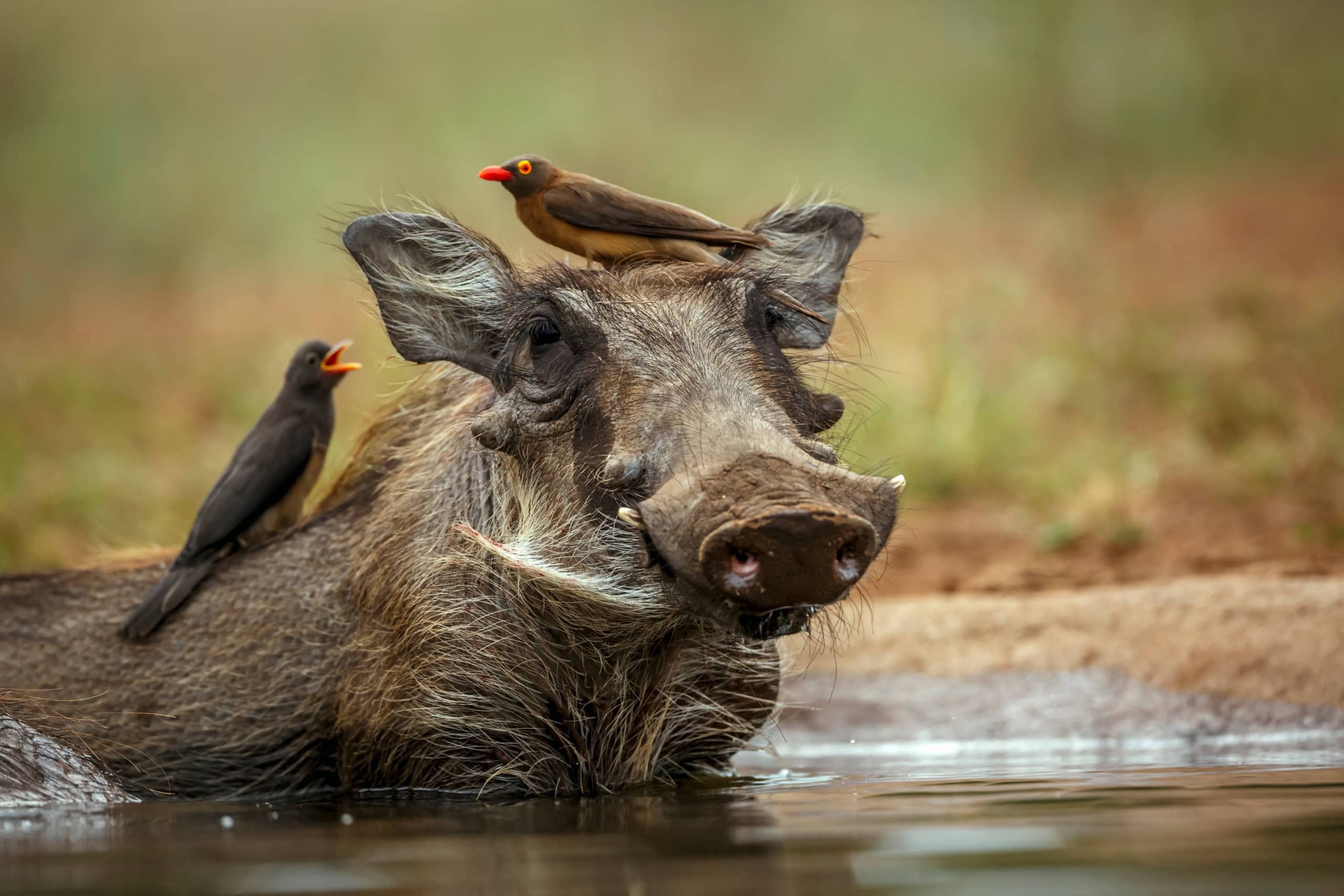 Ein Warzenschwein.