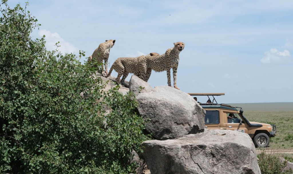 Geparden in der Serengeti in Tansania.