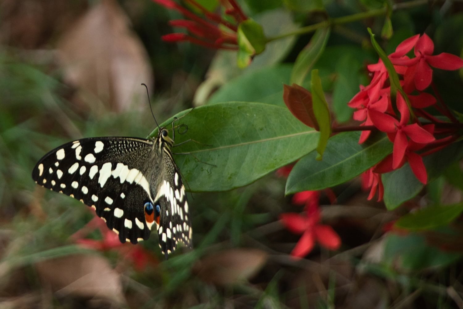 Schmetterling im Regenwald von Príncipe