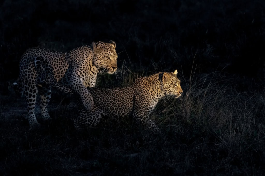 Leoparden in der Nacht im Sabi Sands Game Reserve in Südafrika