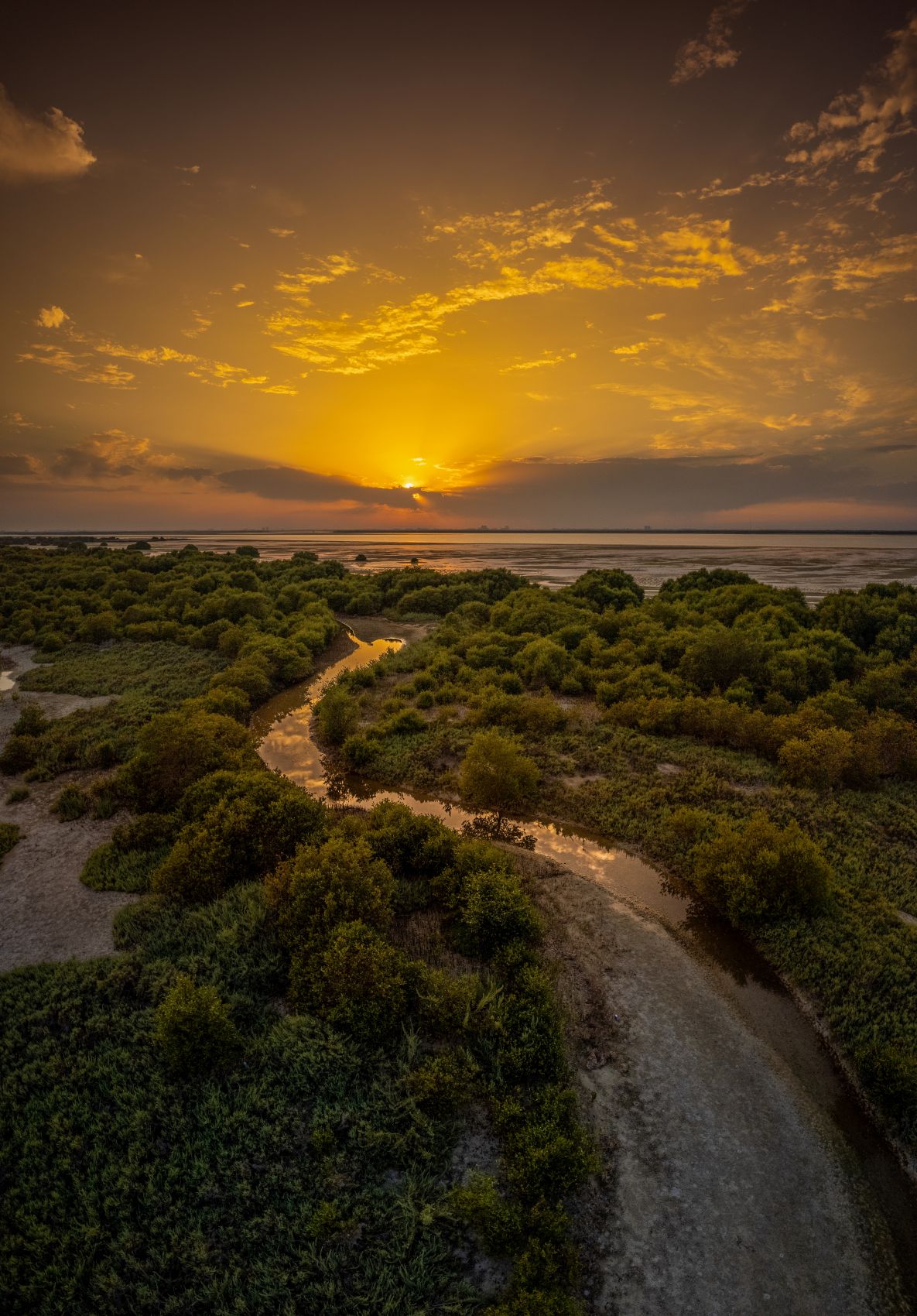 Mangrovenlandschaft im Emirat Umm al-Quwain