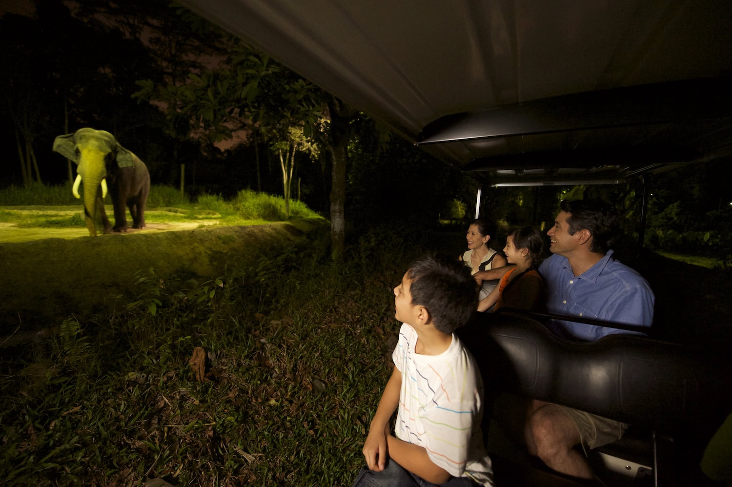 bei der Night Safari in Singapur begegnen Besucher Elefanten und Co