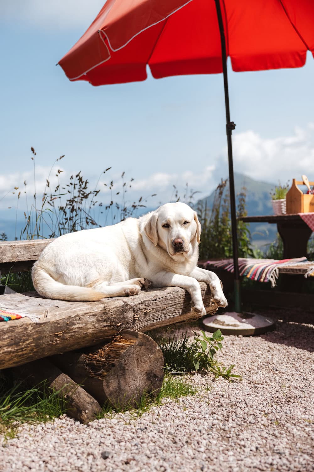 Hund in Kitzbühel auf der Hütte